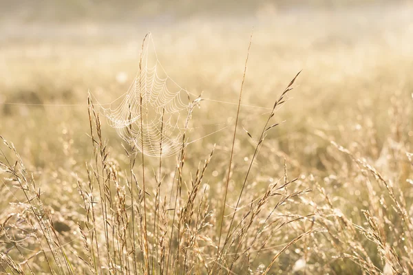 Păianjen umed pânză între paie de plante — Fotografie, imagine de stoc