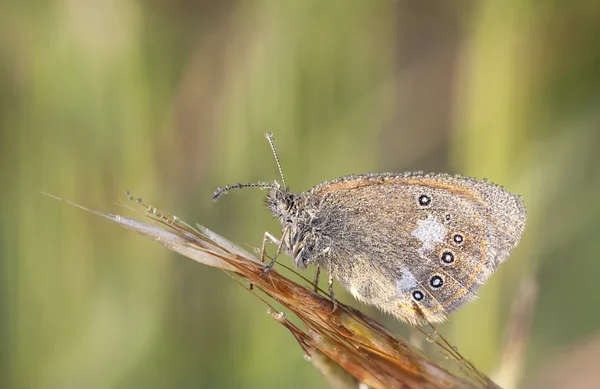 Braun nasser Schmetterling auf einem Pflanzenstroh — Stockfoto