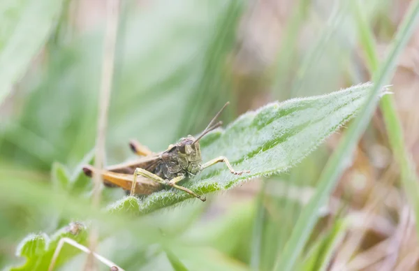Коричневый кузнечик на травяном листке — стоковое фото