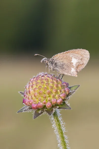 Brown wet butterfy on a flower — Stock Photo, Image