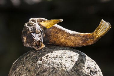 Balık bir kayanın üzerinde kurutulmuş