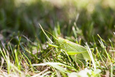 Büyük çekirge otların arasında gezinme