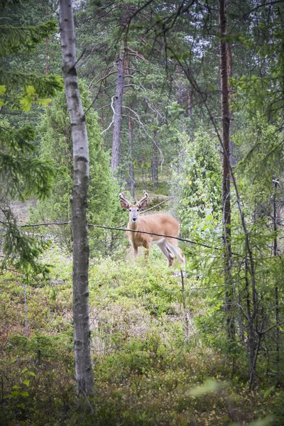 Cervos de cauda branca selvagem na floresta — Fotografia de Stock