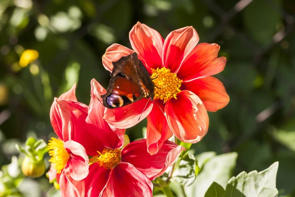 Big butterfly on a red flower blossom — Stock Photo, Image