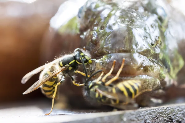 Hornet comer um peixe fresco — Fotografia de Stock