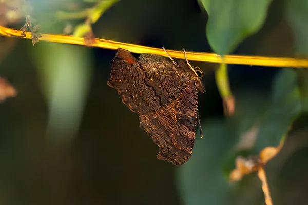Brun fjäril hänger på en gren — Stockfoto