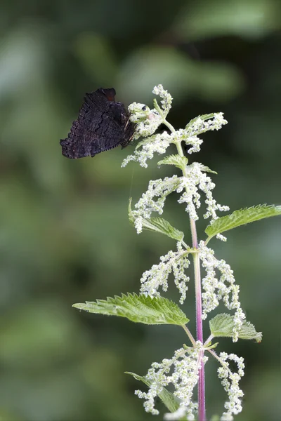 Mariposa en una planta de ortiga — Foto de Stock