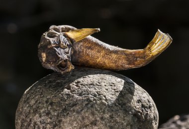 Balık bir kayanın üzerinde kurutulmuş