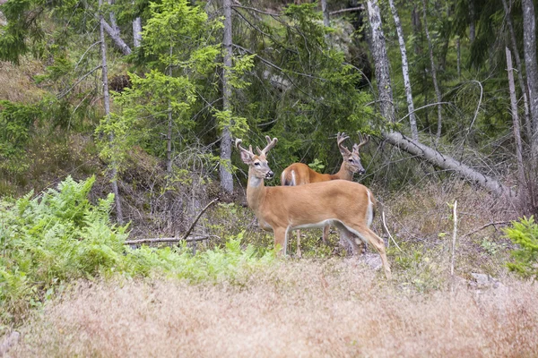 Cervos de cauda branca selvagem na floresta — Fotografia de Stock