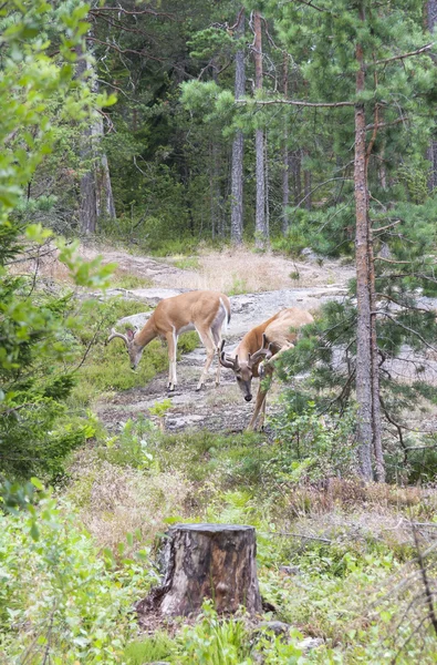 Дикі білі хвостові олені в лісі — стокове фото