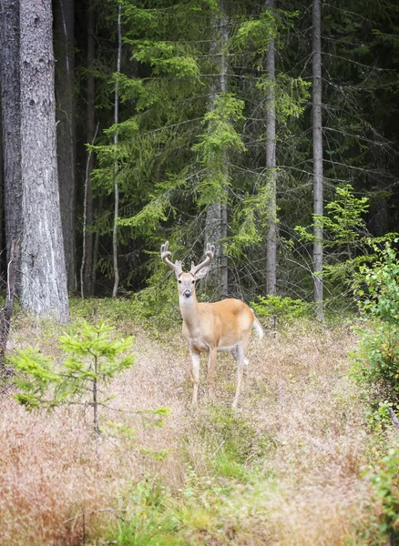 숲에서 야생 흰 꼬리 사슴 — 스톡 사진