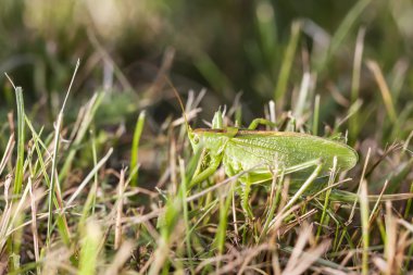 Büyük çekirge otların arasında gezinme