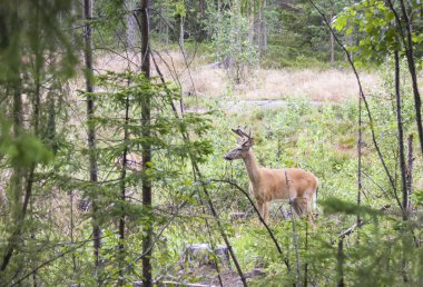Ormandaki yabani Beyaz kuyruklu geyik