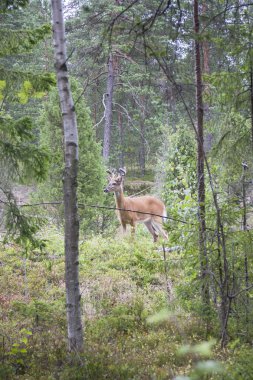Ormandaki yabani Beyaz kuyruklu geyik