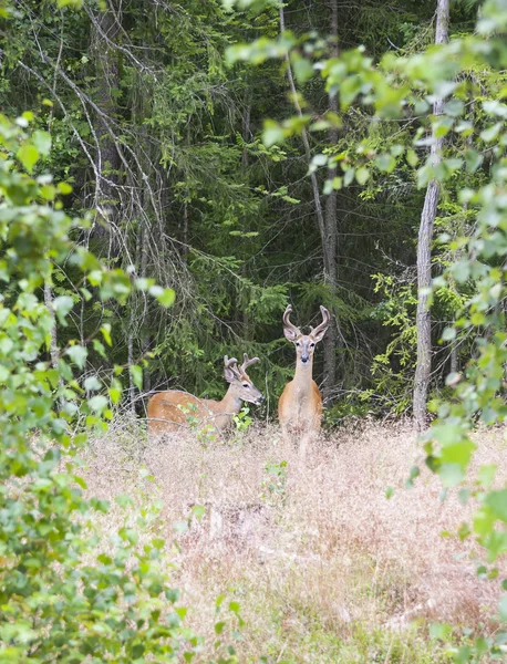 Ciervo de cola blanca salvaje en el bosque —  Fotos de Stock