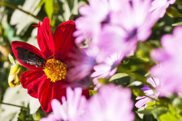 赤い花の花に大きな蝶 — ストック写真