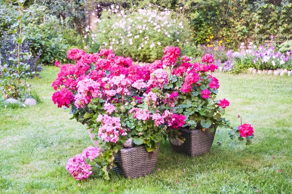 Багато квітучих рожевих квітів пеларгонії — стокове фото