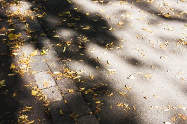 Asfalt yolda sonbahar yaprakları