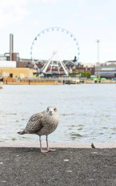 Gaivota em frente à paisagem urbana de Helsinque, Finlândia — Fotografia de Stock