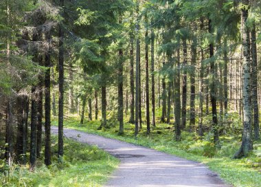Yeşil yaz orman yolundaki ayak