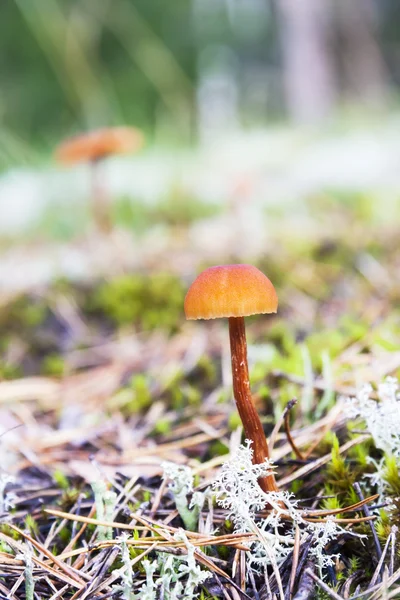 Brown mushrooms grow on moss in forest — Stock Photo, Image