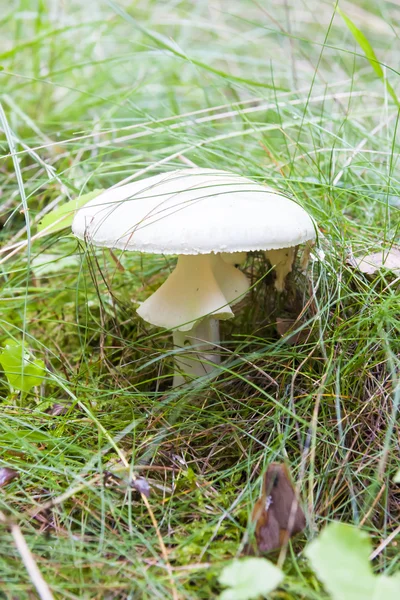 Closeup of white fly agaric in grass — Stock Photo, Image