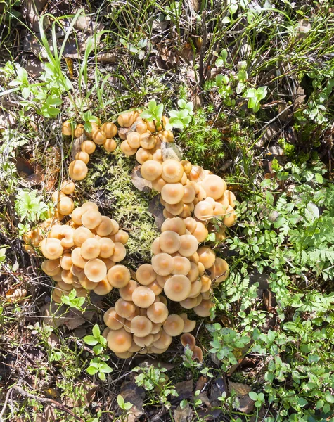 Veel licht bruine champignons in een bundel — Stockfoto