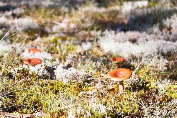 Braune Pilze wachsen auf Moos im Wald — Stockfoto