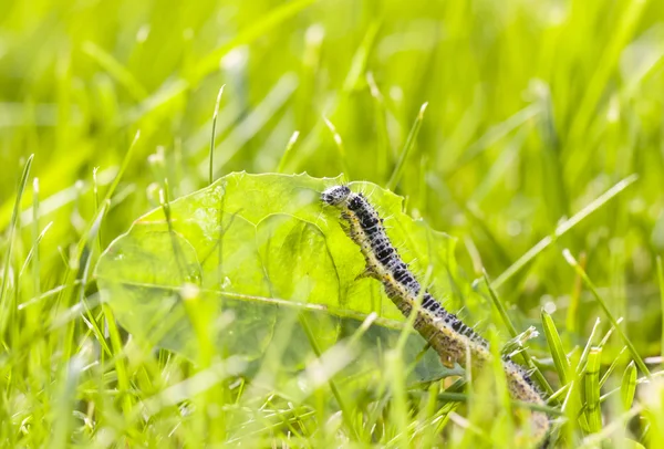 Borboleta larva rastejar na grama verde — Fotografia de Stock