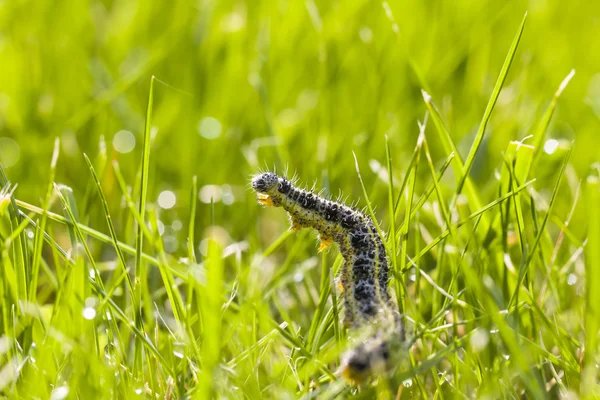 Личинка бабочки ползает по зеленой траве — стоковое фото