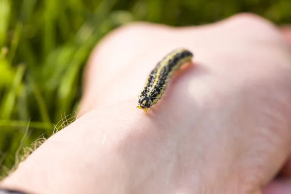 Larva de borboleta rastejar na mão humana — Fotografia de Stock