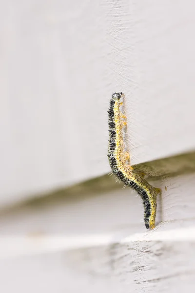 Vlinder larve klim op een muur van hout — Stockfoto