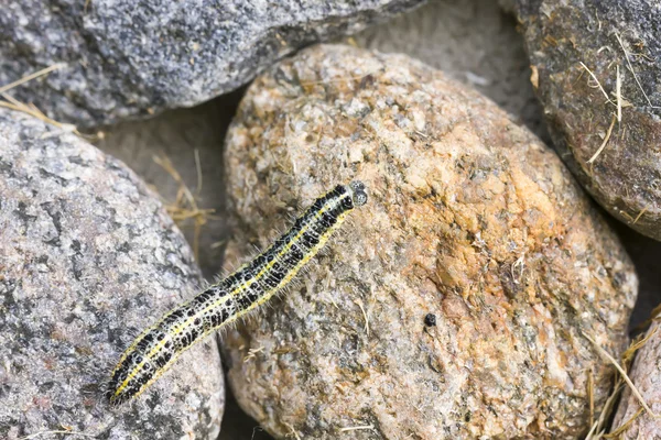 Borboleta larva rastejar em uma rocha — Fotografia de Stock