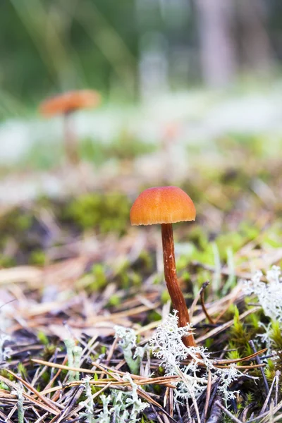 Brown mushrooms grow on moss in forest — Stock Photo, Image