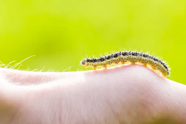 Larva de mariposa gatear en la mano humana —  Fotos de Stock