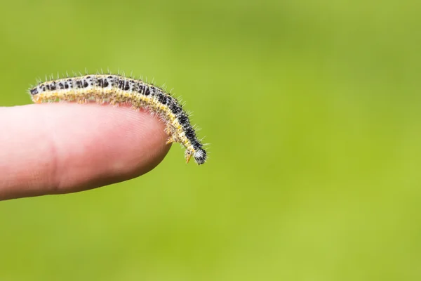 Butterfly larva crawl on human hand — Stock Photo, Image