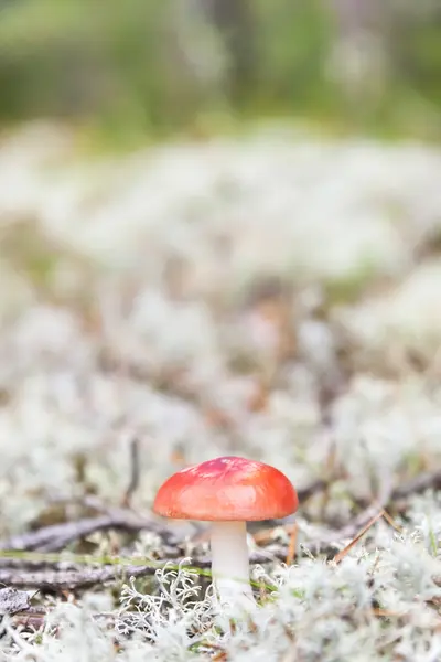 Little russula mushroom on white moss — Stock Photo, Image