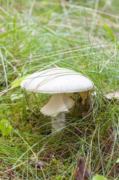 Closeup of white fly agaric in grass — Stock Photo, Image