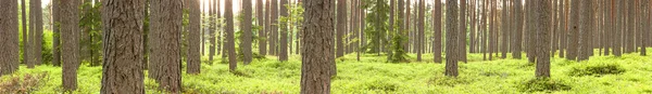 Forêt de pins verts en été — Photo