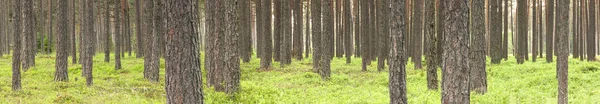 Groene dennenbos in de zomer — Stockfoto