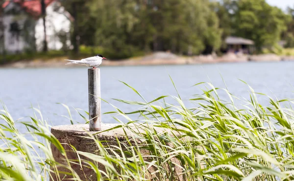 Seagull sit on top of a pole — Stock Photo, Image