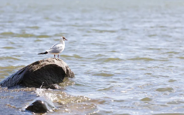 Seagull stands on a rock in water — Stock Photo, Image