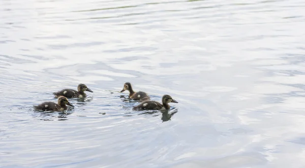 Baby eenden zwemmen in een vijver — Stockfoto