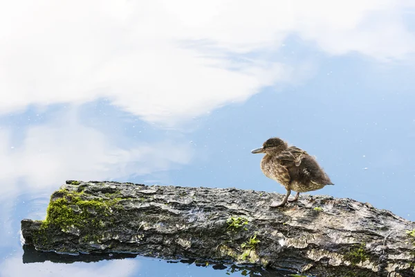 Eenzame baby eend op een boom-logboek — Stockfoto