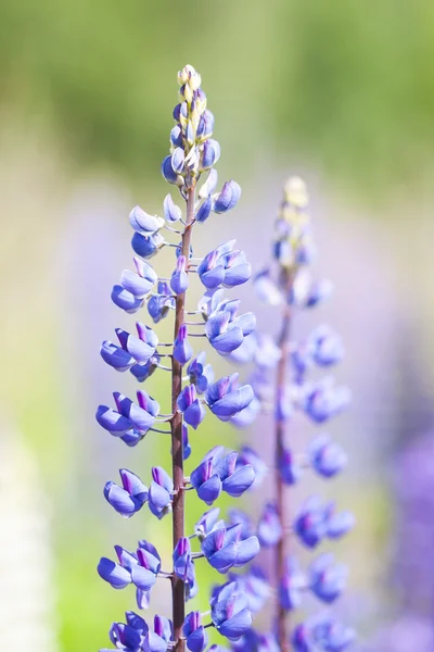 Vilda violetta blommor av Lupin — Stockfoto