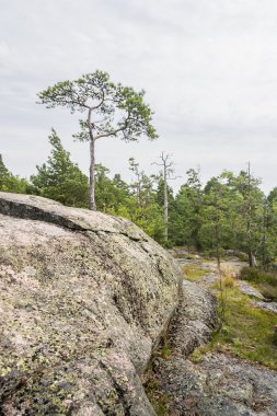 Tek küçük çam ağacı büyümeye uçurumdan üzerinde