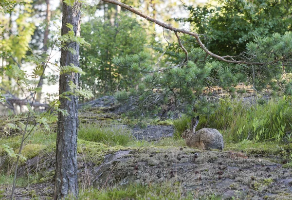 Conejo salvaje marrón en el bosque en verano — Foto de Stock