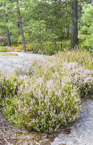 Kleurrijke groene plant met pink blossoms in bos — Stockfoto