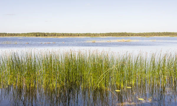 Panorama de cana verde crescer em um lago — Fotografia de Stock