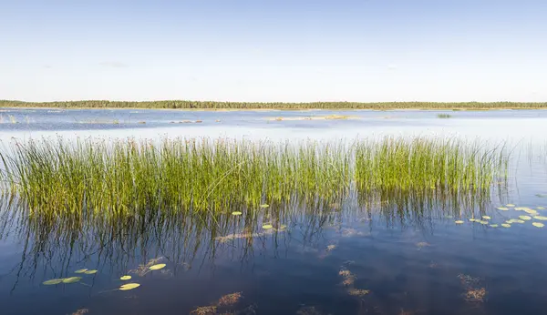 Панорама зеленой трости, растущей в озере — стоковое фото